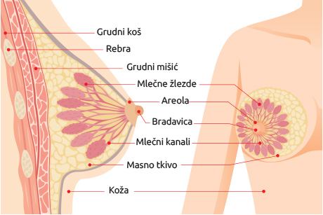 DOJENJE I ISHRANA kako se stvara mamino mleko